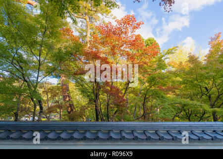 Der Herbst kommt, bunte Bäume Jahreszeit verändert und traditionelle Zaun in Japan Stockfoto