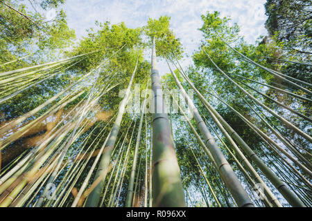 Bamboo Grove in Arashiyama Bambuswald in Kyoto, Japan Stockfoto