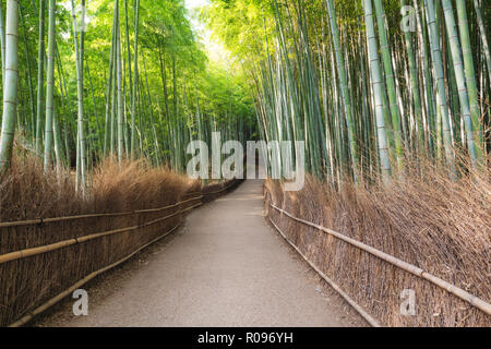 Japan Reiseziel Sehenswürdigkeit, arashiyama Bambuswald in Kyoto. Stockfoto