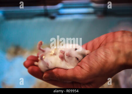 Cute Baby Tricolor Weiblich exotische Winter White Dwarf Hamster bequem im Inhaber palm Hand. Winter White Hamster ist auch im Winter Weiß D bekannt Stockfoto