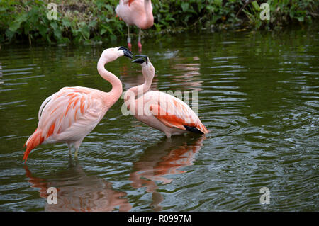 Paar argumentieren Flamingos Stockfoto