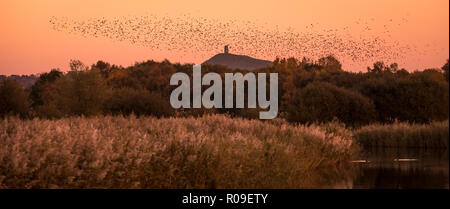 Glastonbury, Somerset, UK. 3. November 2018. UK Wetter: Morgen Starling murmuration über Avalon Sümpfen Naturschutzgebiet mit Glastonbury Tor im Blick. Credit: Guy Corbishley/Alamy leben Nachrichten Stockfoto