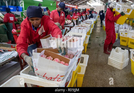 Naivasha, Kenia. 22 Okt, 2018. Arbeitnehmer Line up verpackten Rosen in einer Verarbeitung Workshop eine Blume Farm in der Nähe von Lake Naivasha, in Naivasha, Kenia, am Okt. 22, 2018. Frische Ausführer produzieren aus Kenia freuen Sich auf die bevorstehenden China International Import Expo (CIIE), merkte an, dass es helfen würde, Markt für ihre Waren. Credit: Zhang Yu/Xinhua/Alamy leben Nachrichten Stockfoto