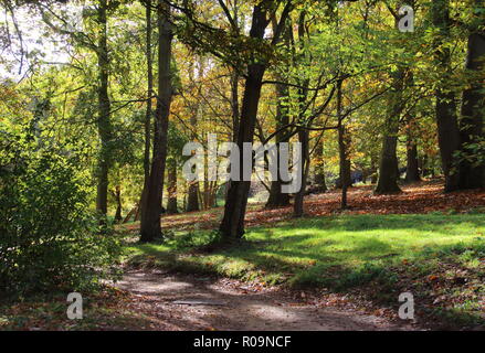 Winkworth, UK. 03 Nov, 2018. Japanische Ahorne und bunten Acern markieren Sie die herrlichen Array im Herbst an einem sonnigen Tag an Winkworth Arboretum in der Nähe von Godalming, Surrey. Samstag, 3. November 2018 Credit: KEITH MAYHEW/Alamy leben Nachrichten Stockfoto