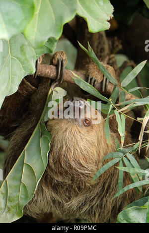 Trägheit in einem Baum an Marwell Stockfoto