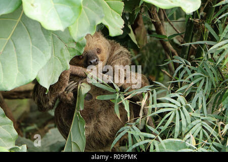 Trägheit in einem Baum an Marwell Stockfoto