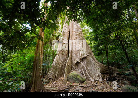 Großen alten Baum in Khao Phanom Bencha National Park wirklichen Regenwald in Krabi im Süden Thailands. Landschaft im wunderschönen South East Asia. Stockfoto