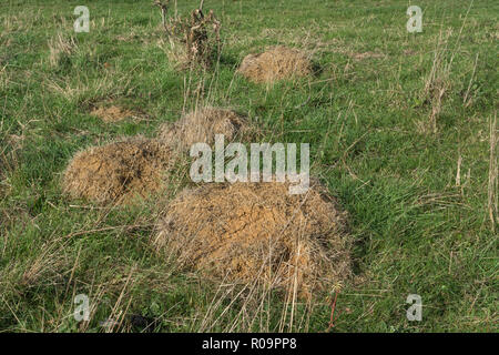 Ameisenhaufen konstruiert durch gelbe Wiese Ameisen (Lasius flavus). Kreide Grünland (Säure Grasland) mit vielen ant Berge oder Hügel. Stockfoto
