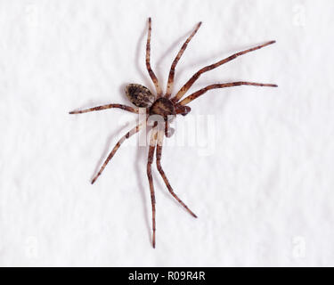 Gemeinsame UK Hausspinne Tegenaria Domestica Stockfoto