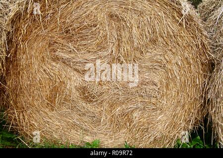 Goldener Heuballen Trocknen in einem paddock im Sommer, immer bereit für den Winter. Stockfoto