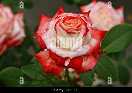 Eine weiße Rose mit einem tiefen orange rot Tipps in die Regentropfen fallen nach einem Nachmittag Dusche Stockfoto