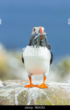 Papageitaucher, Papageitaucher, Wissenschaftlicher Name: Fratercula arctica mit einem Schnabel voller Sandaale. Auf einem Felsen thront Flechten bedeckt auf die Farne Islands Stockfoto