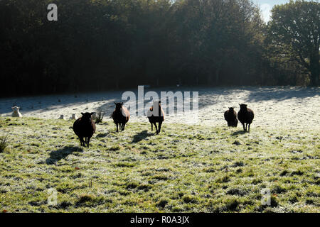 Schwarze und weiße Schafe in einer frostigen Bereich im Herbst Carmarthenshire Wales UK KATHY DEWITT Stockfoto