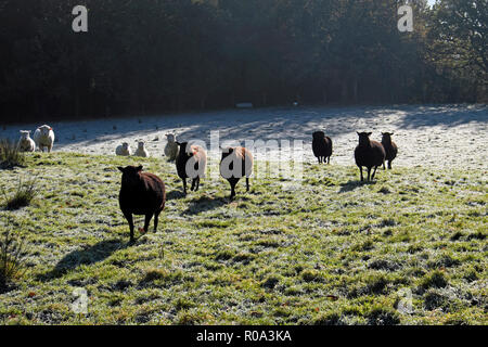 Schwarze und weiße Schafe in einer frostigen Bereich im Herbst Carmarthenshire Wales UK KATHY DEWITT Stockfoto