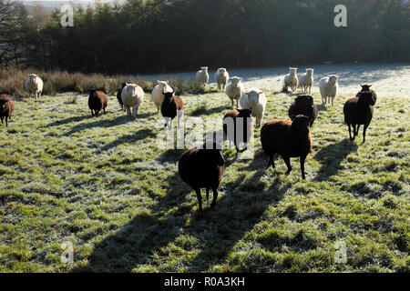 Schwarze Schafe und weisse Schafe zusammen Warten auf Fütterung in einem frostigen Bereich im Herbst Carmarthenshire Wales UK KATHY DEWITT Stockfoto