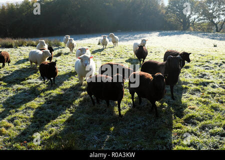 Schwarze und weiße Schafe in einer frostigen Bereich im Herbst Carmarthenshire Wales UK KATHY DEWITT Stockfoto