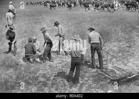 Branding ein Kalb um viertel Kreis U Ranch Roundup, Montana, USA, Arthur Rothstein, Farm Security Administration, Juni 1939 Stockfoto