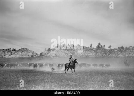 Ziehen Sie ein Kalb eingebrannt werden, viertel Kreis U Ranch Roundup, Montana, USA, Arthur Rothstein, Farm Security Administration, Juni 1939 Stockfoto