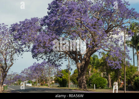 Beeindruckende lila blühender Jacaranda-Bäume an einem sonnigen Tag entlang einer Vorstadtstraße in Grafton, New South Wales, Australien. Stockfoto