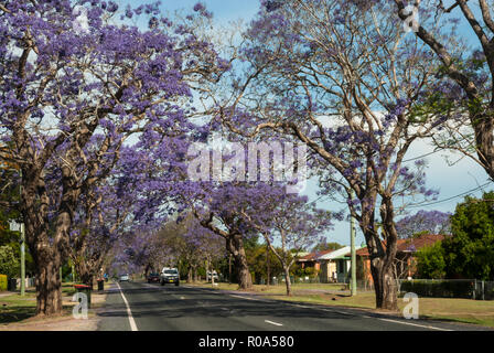 Beeindruckende lila blühender Jacaranda-Bäume an einem sonnigen Tag entlang einer Vorstadtstraße in Grafton, New South Wales, Australien. Stockfoto