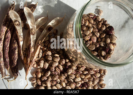 Borlotti Bohnen und Hülsen für Beschuss und Speichern in Gläsern für Lebensmittel oder für die Wiederbepflanzungsrechte für die folgende Saison bereit. Stockfoto