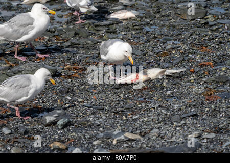 Möwe in Valdez Alaska isst ein toter Lachs Fisch als andere Vögel auf, während der August Salmon Run Stockfoto