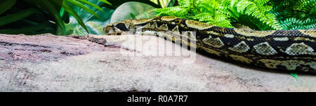 Wunderschöne Reptil Tier portrait einer Boa constrictor Gleiten über einen Felsen zwischen Pflanzen tief auf dem Boden um heimlich Stockfoto