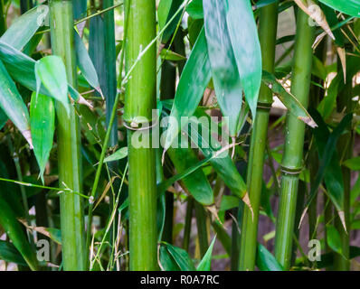 Grüner Bambus in Makro Nahaufnahme natürliche chinesische Natur Hintergrund Textur Stockfoto