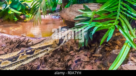 Wunderschöne Reptil Tier portrait einer Boa constrictor in enger am Wasser mit etwas Pflanzen Stockfoto