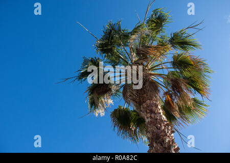 Palm Tree isoliert gegen einen strahlend blauen Himmel Stockfoto