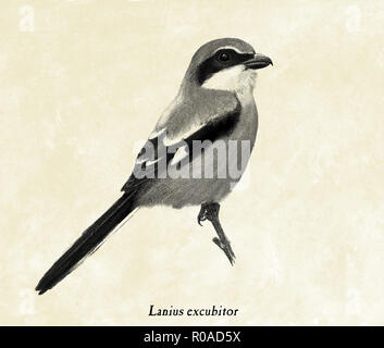 Digitale Illustration eines großen grauen shrike Stockfoto