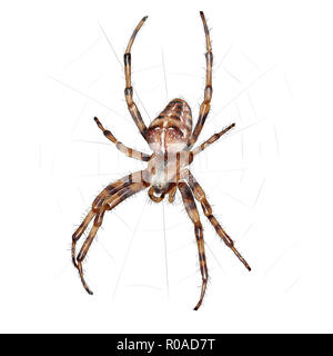 Digitale Illustration eines European Garden Spider Stockfoto