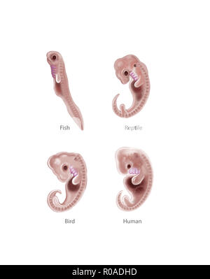 Digitale Illustration von 4 Arten embryo Stockfoto