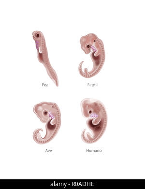 Digitale Illustration von 4 Arten embryo Stockfoto