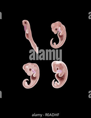 Digitale Illustration von 4 Arten embryo Stockfoto