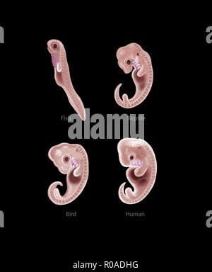 Digitale Illustration von 4 Arten embryo Stockfoto