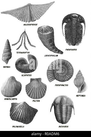 Digitale Illustration aus einem Bündel von marinen Fossilien Stockfoto