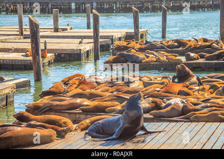 Männliche Seelöwen sonnen in den Vordergrund. Kolonie von Seelöwen am Pier 39 in San Francisco, Kalifornien, USA. Reisen Urlaub Konzept. Stockfoto
