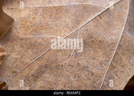 Getrocknete braune Eiche Blatt Makro selektiven Fokus Stockfoto