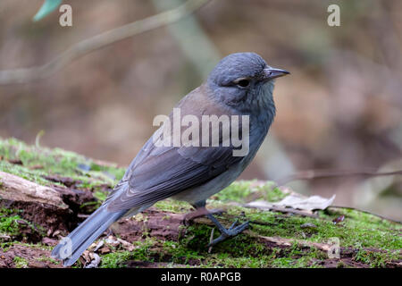 Grey Shrike Soor - bei O'Reilly's Rainforest Retreat, Lamington National Park Stockfoto