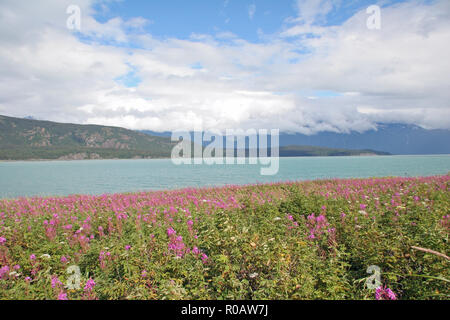 Wildblumen entlang der Ufer des Chilkat am Glacier Point, Alaska auf einem zum Teil bewölkten Sommertag. Stockfoto