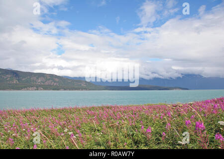 Wildblumen entlang der Ufer des Chilkat am Glacier Point, Alaska auf einem zum Teil bewölkten Sommertag. Stockfoto