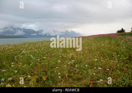 Wildblumen entlang der Ufer des Chilkat am Glacier Point, Alaska auf einem zum Teil bewölkten Sommertag. Stockfoto