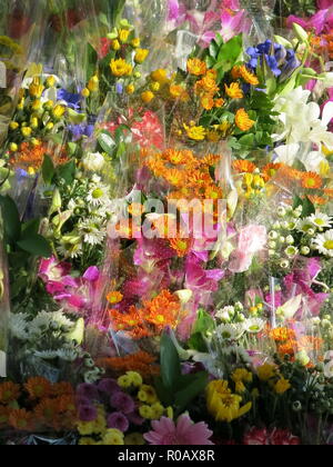 Nahaufnahme der steht auf Blumen außerhalb der großen Gebetshalle im Nishi Hongwanji Tempel Komplex, Kyoto, Japan Stockfoto