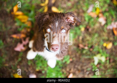 Muddy Welpen Stockfoto