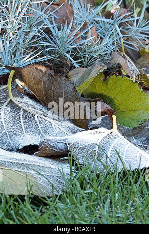 Laub auf dem Boden in der Frost Porträt Form. Stockfoto