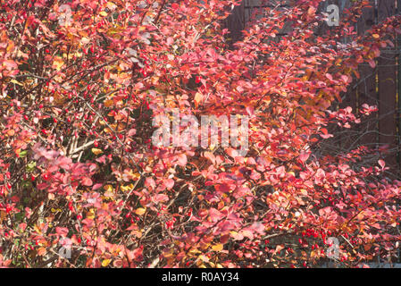 Berberis, Berberitze, immergrüne Strauch rote Blätter an sonnigen Herbsttag Stockfoto