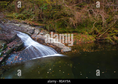 Wasserfall auf dem Fluss Prysor, Coed Felinrhyd, Wales, Großbritannien Stockfoto