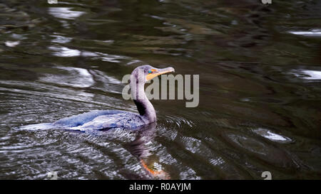Eine doppelte crested Cormorant, Phalacrocorax auritus, auf der Oberfläche Wasser eines Sees in Nordamerika Stockfoto