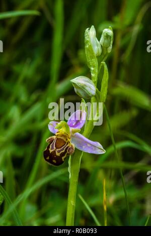 Deutschland, BLISGAU. wild Bienen-ragwurz (Ophrys apifera) Stockfoto
